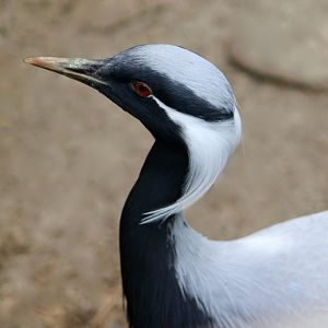 Demoiselle Crane (Grus virgo)