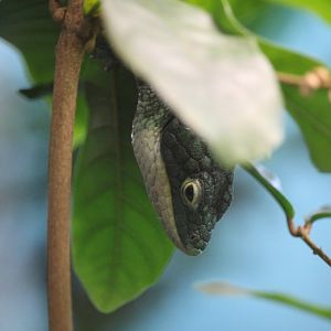Mexican Alligator Lizard (Abronia graminea)