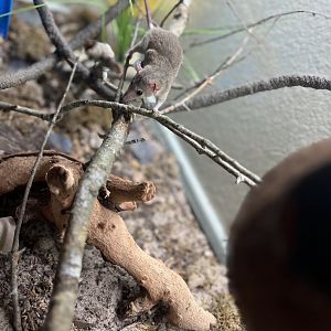 Gray short-tailed opossum