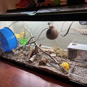 Gray short-tailed opossum enclosure