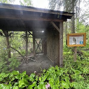 Sharp-shinned Hawk Exhibit