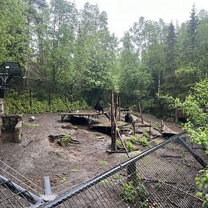 Black Bear Habitat