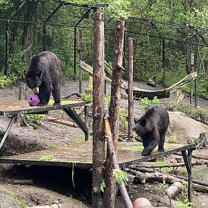 American Black Bears