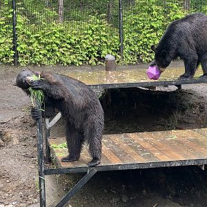 American Black Bears
