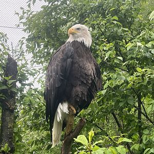 Bald Eagle