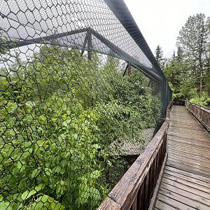 Bald Eagle Aviary Tree Top Level