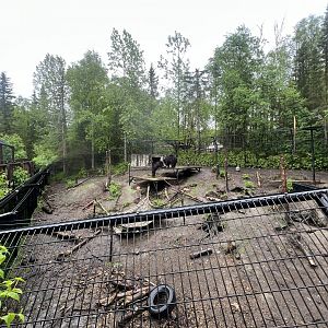 Black Bear Habitat