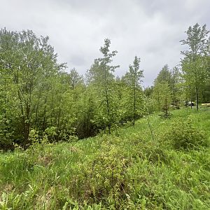 Former Elephant Yard…now Restored Campbell Creek