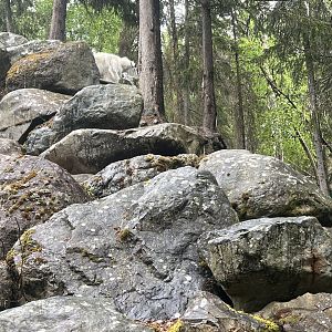 Mountain Goat Exhibit