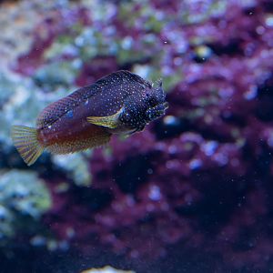 Blenny ID - Zoo Leipzig