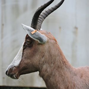 Blesbok profile