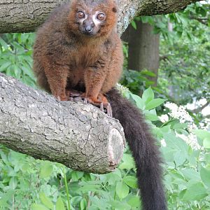 Red-bellied lemur