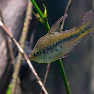 Tetra ID - Zoo Leipzig