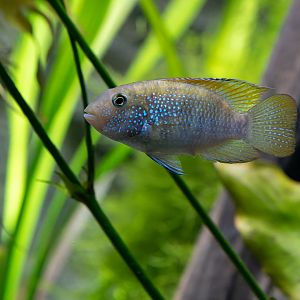 Bujurquina oenolaemus? - Zoo Leipzig