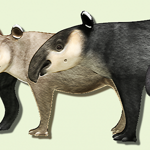 The tapirs