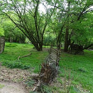 Enclosure for yellow-backed duiker