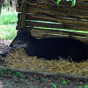 Yellow-backed duiker (Cephalophus silvicultor)