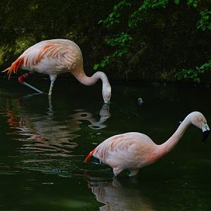 Chilean flamingo (Phoenicopterus chilensis)