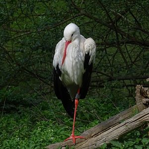 White stork (Ciconia ciconia)