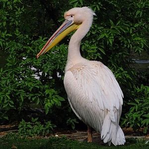 Great white pelican (Pelecanus onocrotalus)