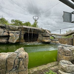 Lemur Walkthrough Pond at Woodside Wildlife Park (May 2024)
