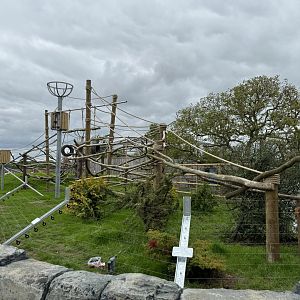 Colombian Black Spider Monkey Enclosure at Woodside Wildlife Park (May 2024)