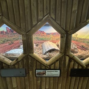 June 2024 - The Learning Center, Shingleback Skink Exhibit