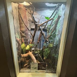 June 2024 - The Learning Center, Mandarin Rat Snake Exhibit