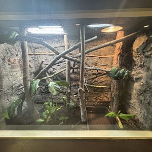 June 2024 - The Learning Center, Emerald Tree Boa Exhibit