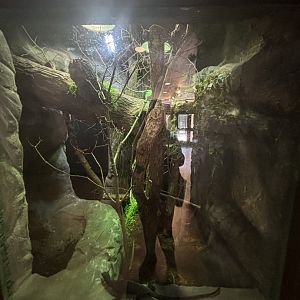 June 2024 - The Learning Center, Black Tree Monitor Exhibit