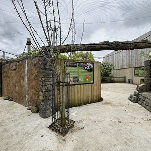 Lemur Walkthrough at Woodside Wildlife Park (May 2024)