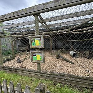 Raccoon / Raccoon Dog Enclosure at Woodside Wildlife Park (May 2024)