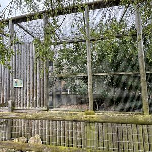 Coppery Titi Monkey Enclosure at Woodside Wildlife Park (May 2024)