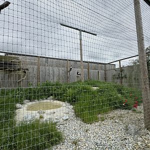 Steller's Sea Eagle Enclosure at Woodside Wildlife Park (May 2024)
