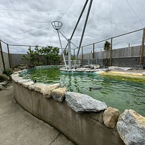 Penguin Enclosure at Woodside Wildlife Park (May 2024)