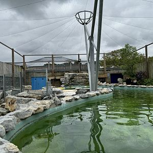Penguin Enclosure at Woodside Wildlife Park (May 2024)