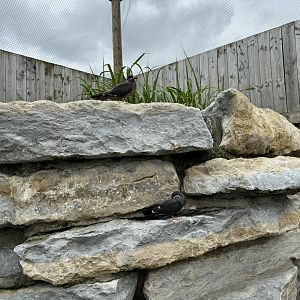 Inca Terns at Woodside Wildlife Park (May 2024)