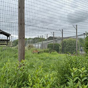 Tiger Enclosure at Woodside Wildlife Park (May 2024)