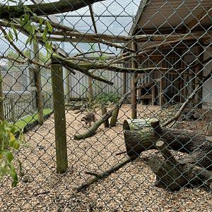 Raccoon / Raccoon Dog Enclosure at Woodside Wildlife Park (May 2024)