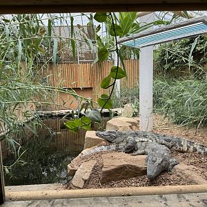 Siamese Crocodile Enclosure at Woodside Wildlife Park (May 2024)