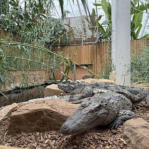 Siamese Crocodile Enclosure at Woodside Wildlife Park (May 2024)