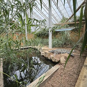 Siamese Crocodile Enclosure at Woodside Wildlife Park (May 2024)