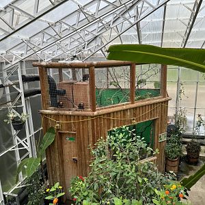 Coppery Titi Monkey / Golden-headed Lion Tamarin Indoor Enclosure at Woodside Wildlife Park