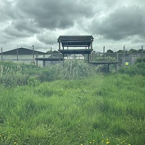 Tiger Enclosure at Woodside Wildlife Park (May 2024)