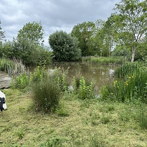 White Stork Enclosure at Woodside Wildlife Park (May 2024)