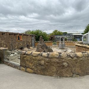 Meerkat at Woodside Wildlife Park (May 2024)