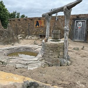 Meerkat Enclosure at Woodside Wildlife Park (May 2024)