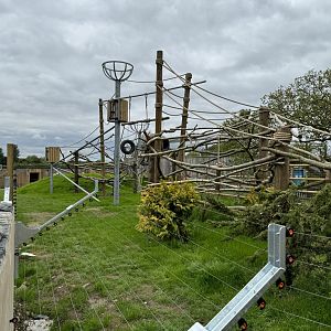 Colombian Black Spider Monkey Enclosure at Woodside Wildlife Park (May 2024)