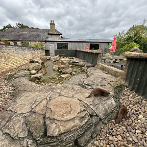 Asian Small-clawed Otter Enclosure at Woodside Wildlife Park (May 2024)