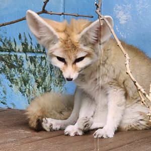 Fennec Fox
